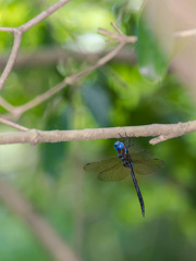 マルタンヤンマ ぶら下がり-1