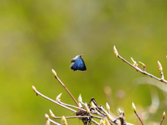 コツバメの飛翔