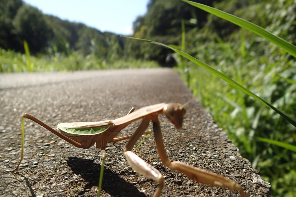 オオカマキリ　茶系-2