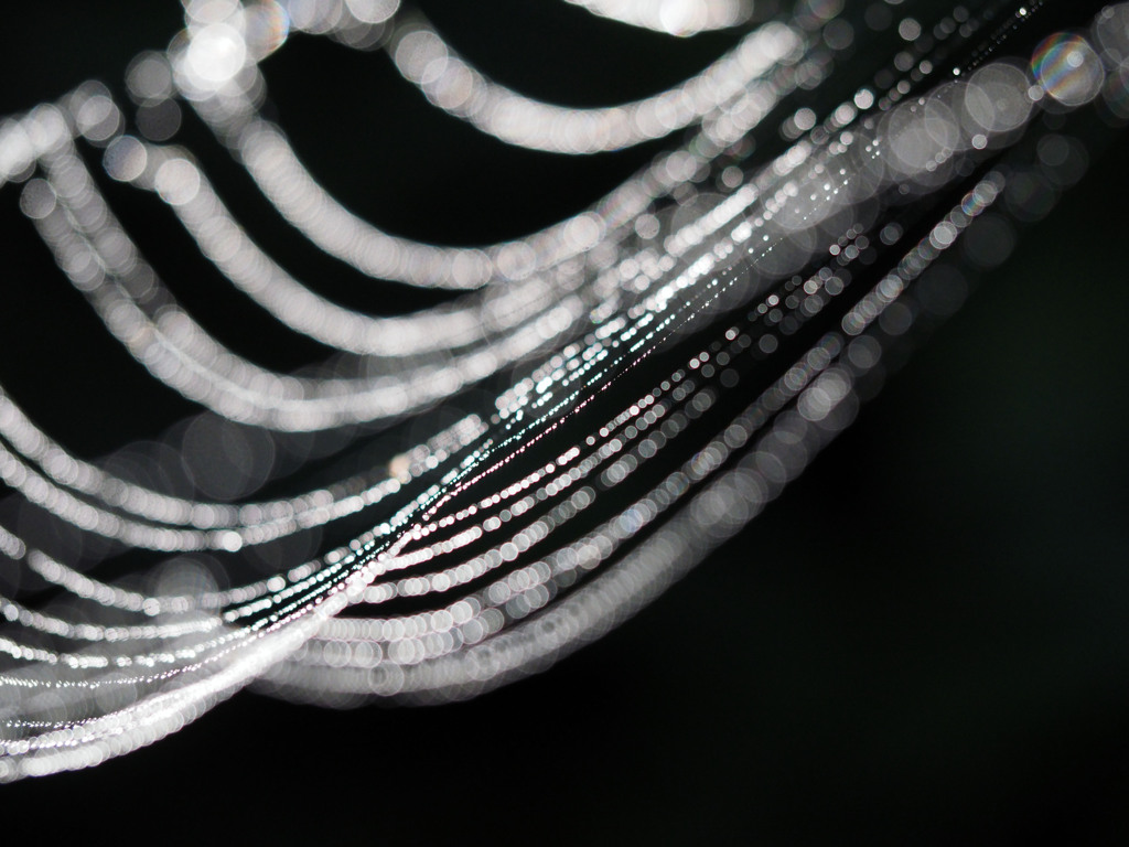 蜘蛛の巣に朝露-2