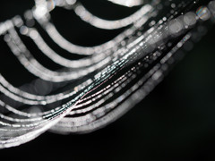 蜘蛛の巣に朝露-2