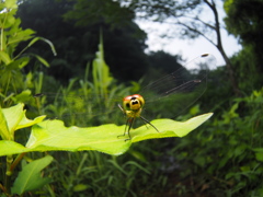 マユタテアカネ-1