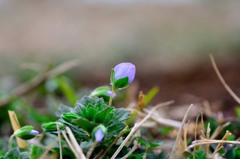 オオイヌノフグリ　まだツボミ