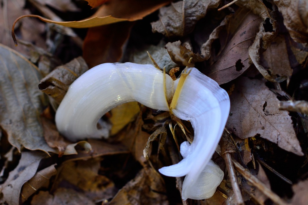 霜の華-2