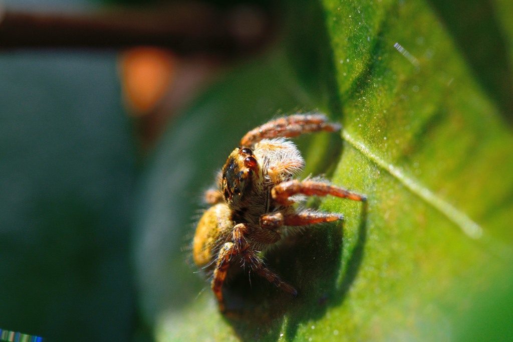 ネコハエトリ（♀）