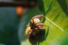 ネコハエトリ（♀）