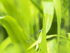 ホソミイトトンボ