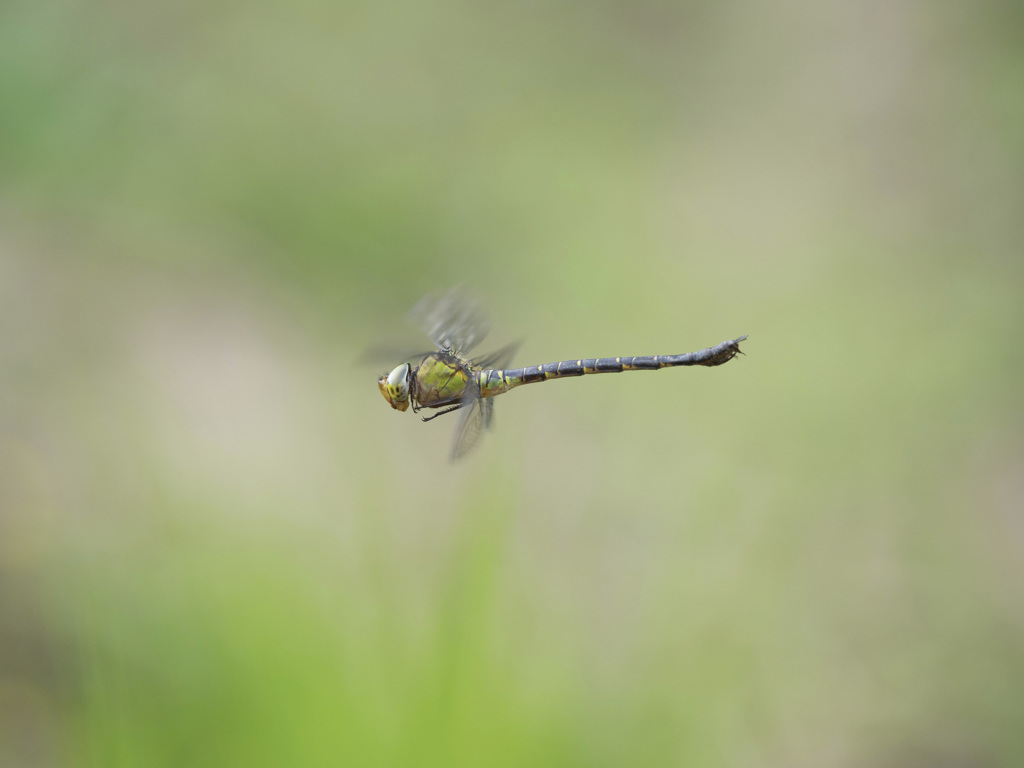 カトリヤンマ（♀）　ホバリング