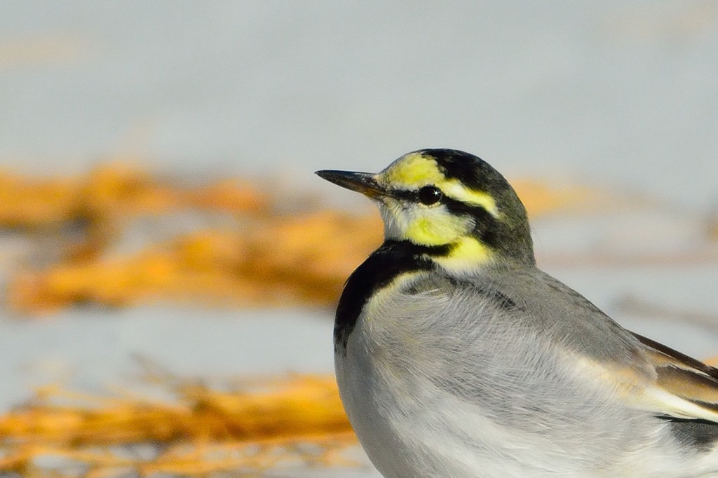 ハクセキレイ（若鳥）