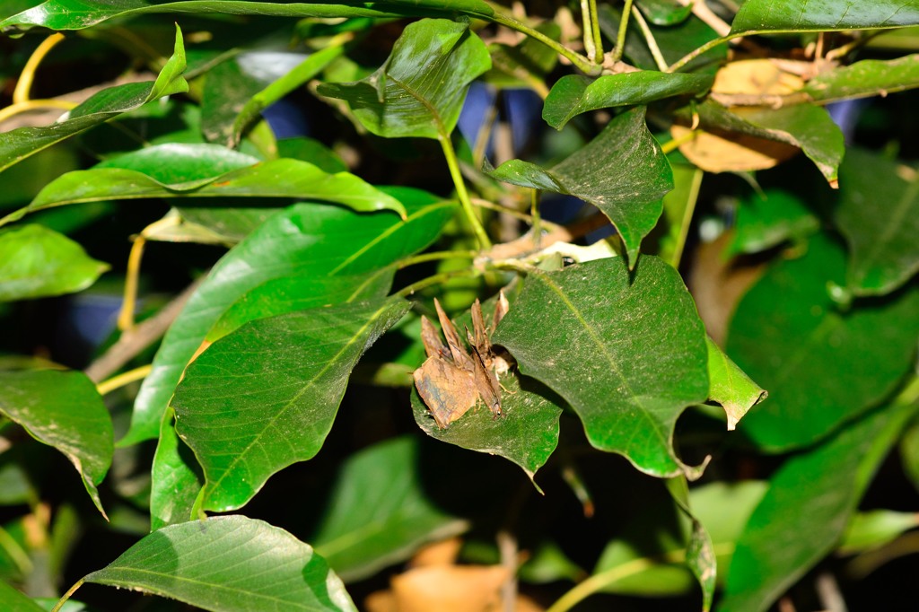 ムラサキツバメ　越冬集団