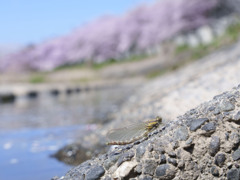 春トンボ