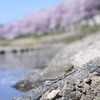 春トンボ