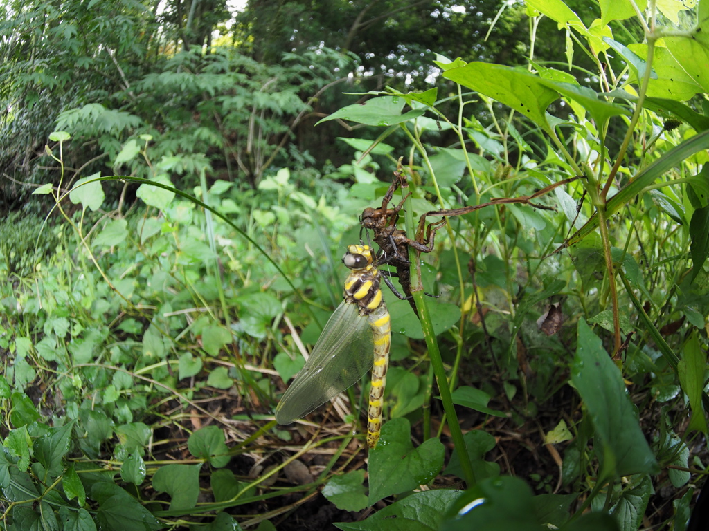 オニヤンマ　羽化