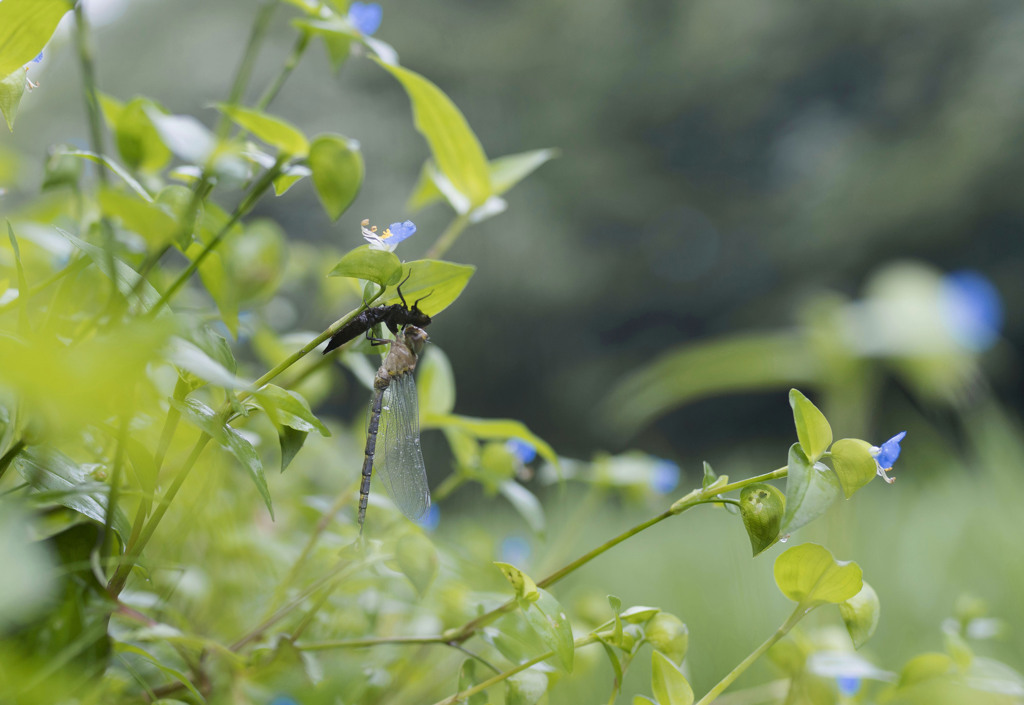 カトリヤンマ 羽化-1