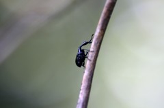 エゴツルクビオトシブミ（♂）