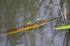 ギンヤンマ　命のバトン繋ぎ