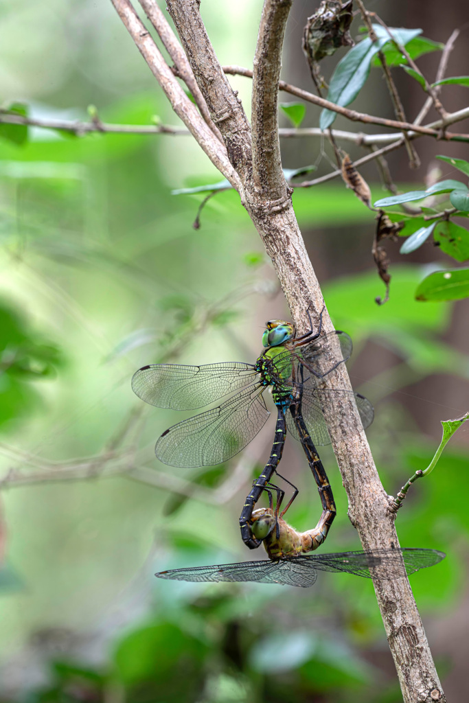 カトリヤンマ交尾態-3