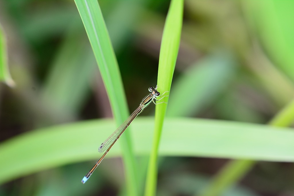 アジアイトトンボ