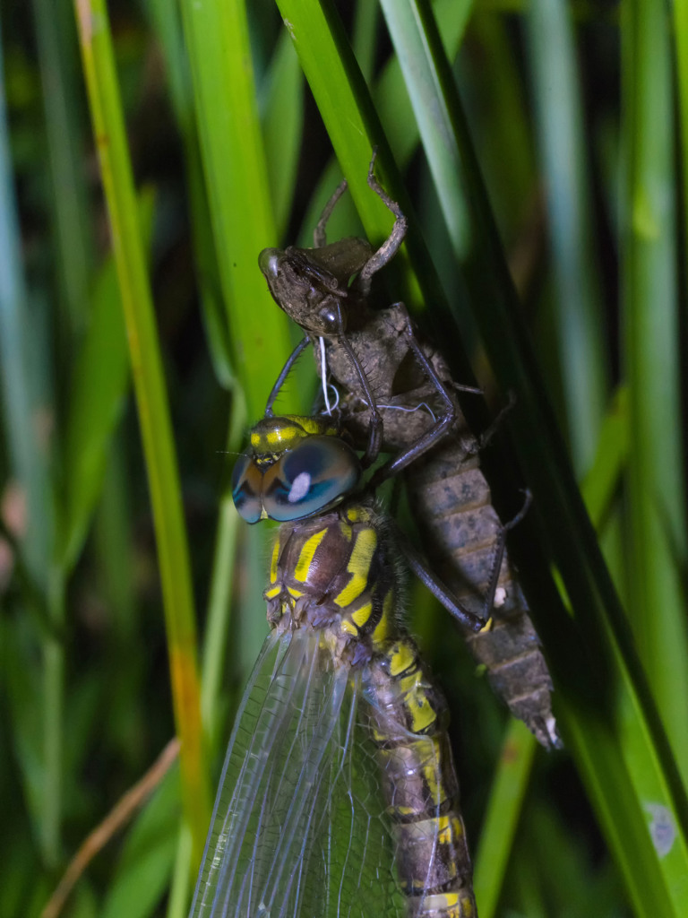ネアカヨシヤンマ（♂）羽化-3