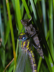 ネアカヨシヤンマ（♂）羽化-3