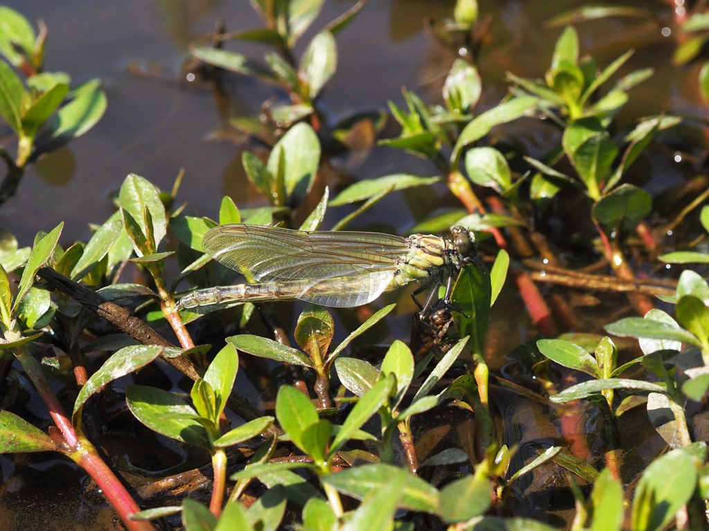 キイロサナエの羽化