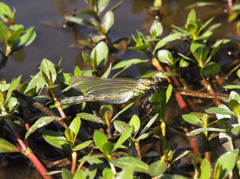 キイロサナエの羽化