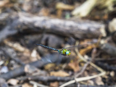 カトリヤンマ（♂）ホバリング-2