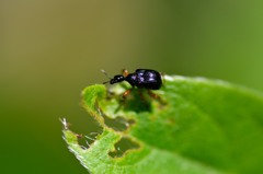 ヒメクロオトシブミ