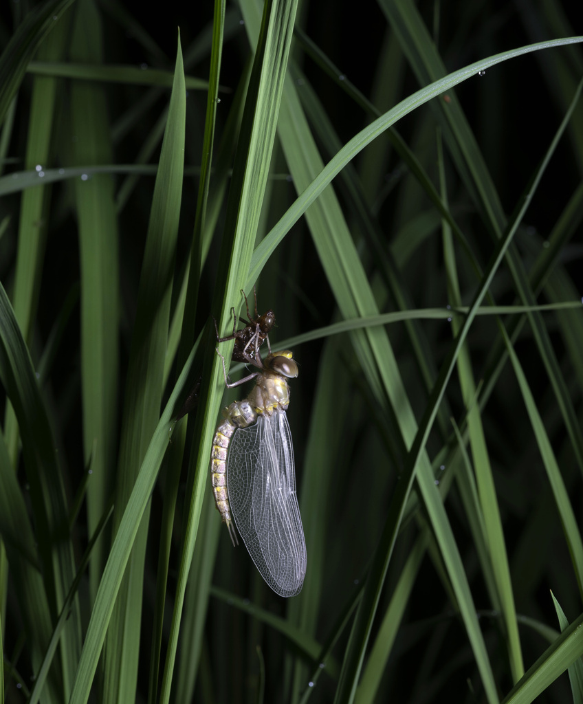 カトリヤンマ（♂）羽化