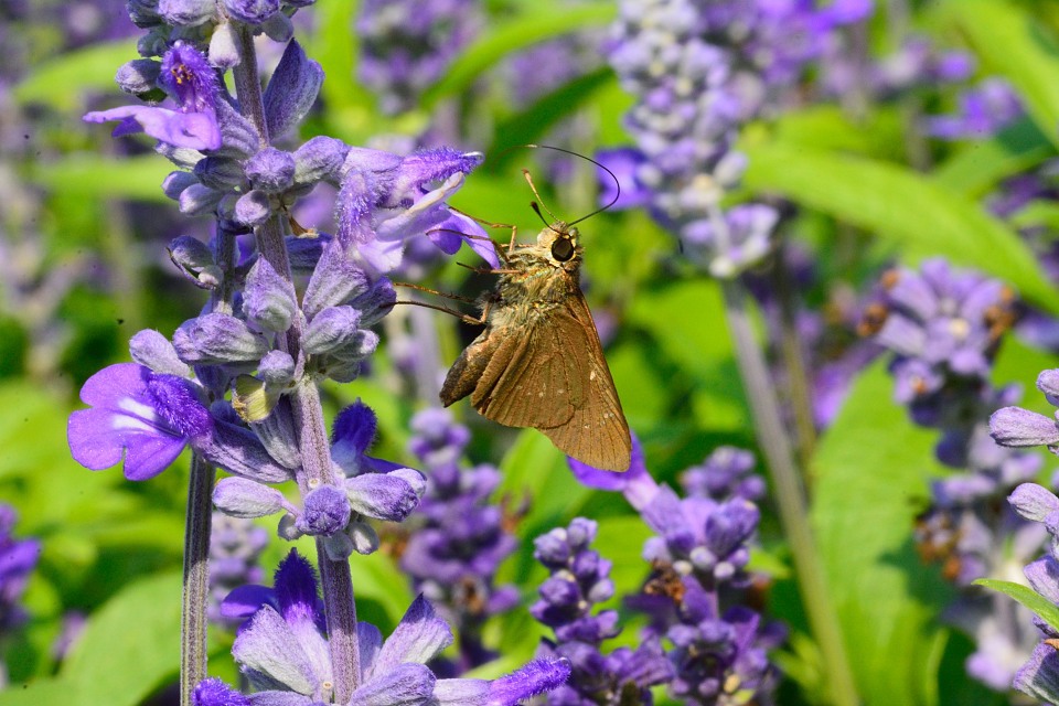 チャバネセセリ