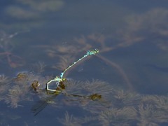 オオイトトンボ