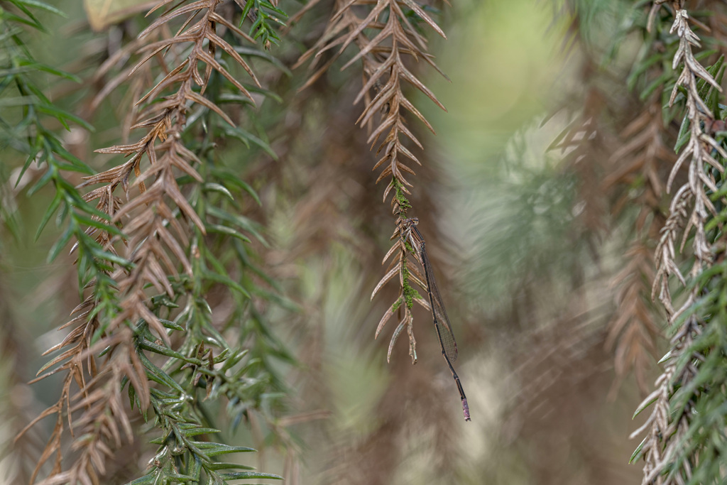 ホソミイトトンボ（♂）越冬個体