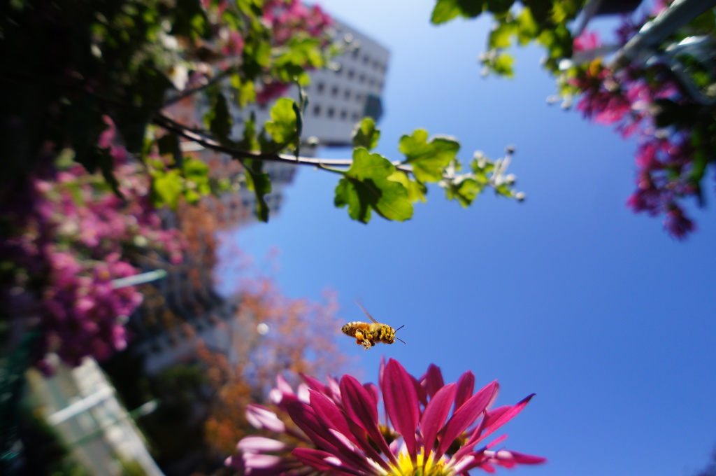 よく見ると顔の花粉を集めているよう