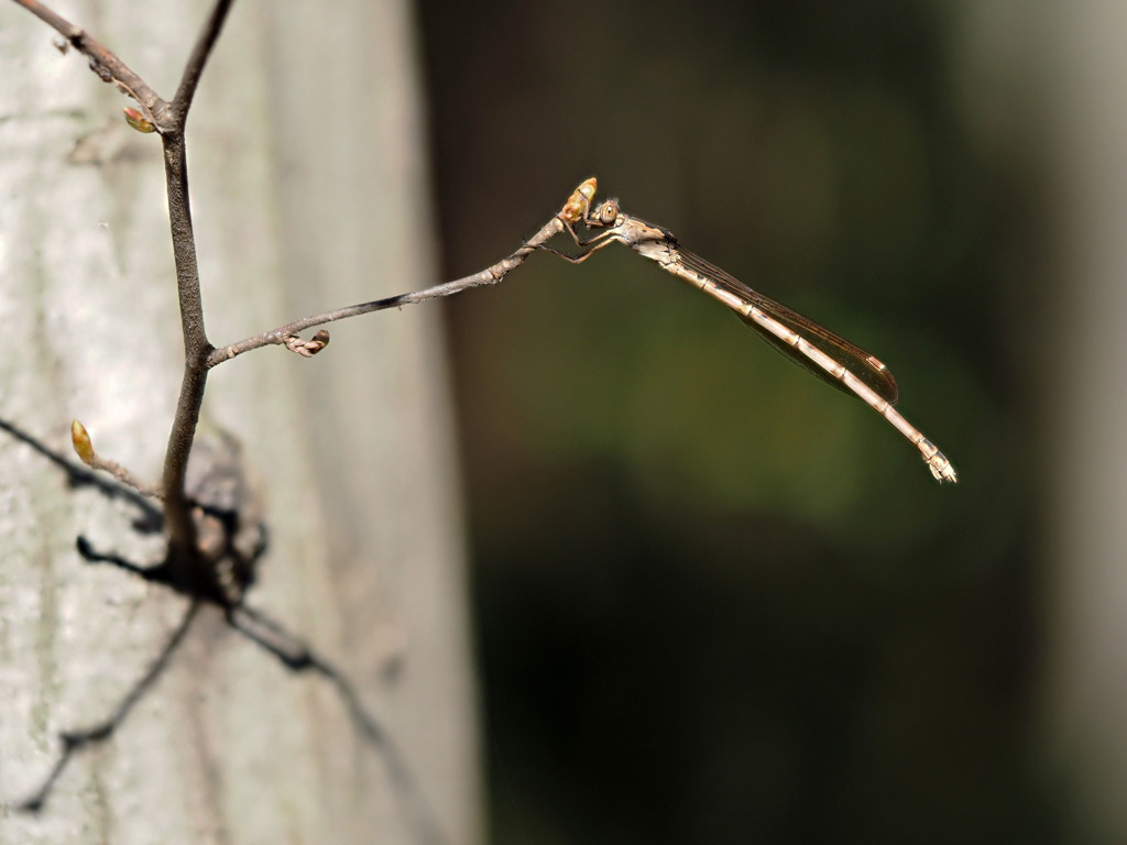 ホソミオツネントンボでフォーカスブラケット撮影