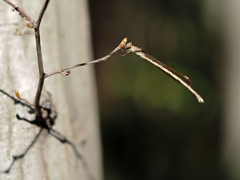ホソミオツネントンボでフォーカスブラケット撮影