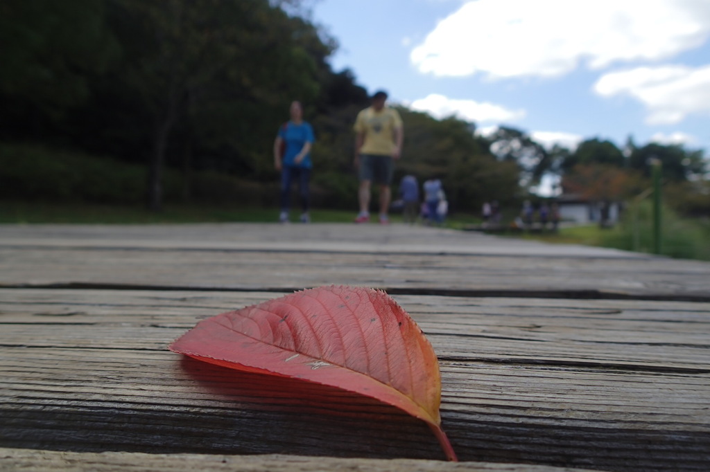 紅葉一枚