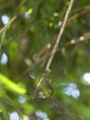 カトリヤンマ交尾態-1