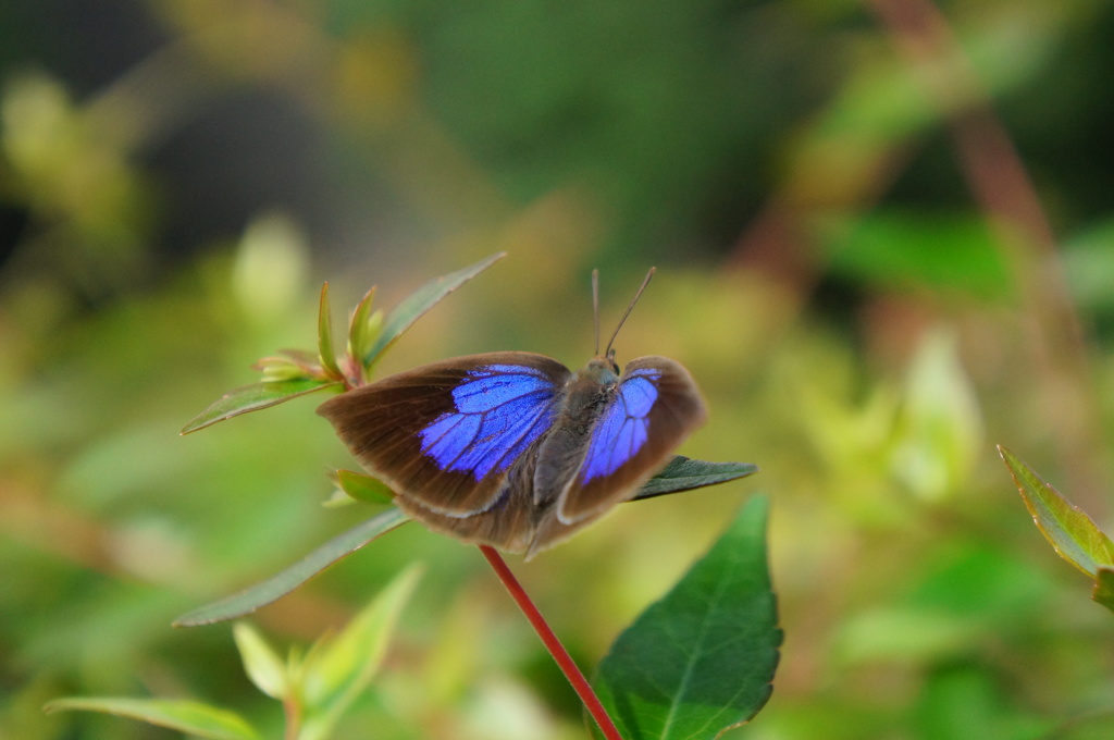 ムラサキシジミ