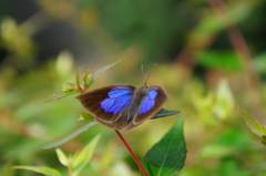 ムラサキシジミ