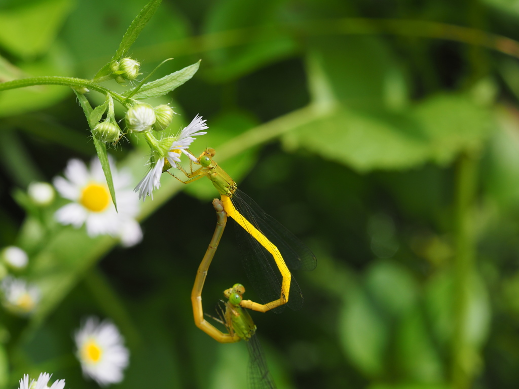 キイトトンボ　ペア