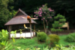 キイロスズメバチ