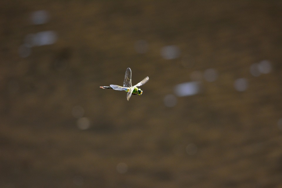 ギンヤンマ　ホバリング-2