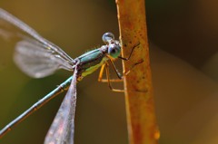 オオアオイトトンボ（♂）