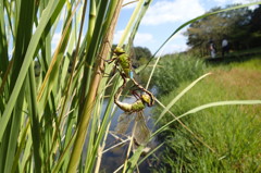 ギンヤンマ　タンデム