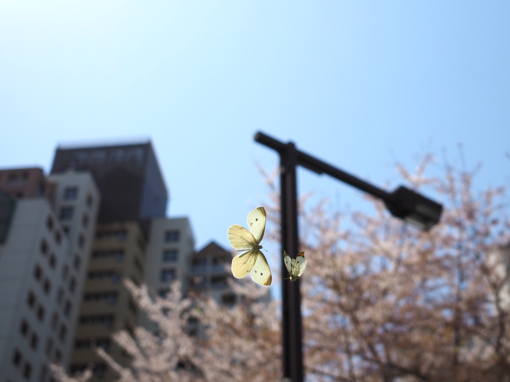 ツマキチョウとモンシロチョウ