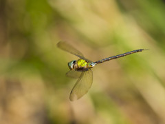 カトリヤンマ（♂）ホバリング-2