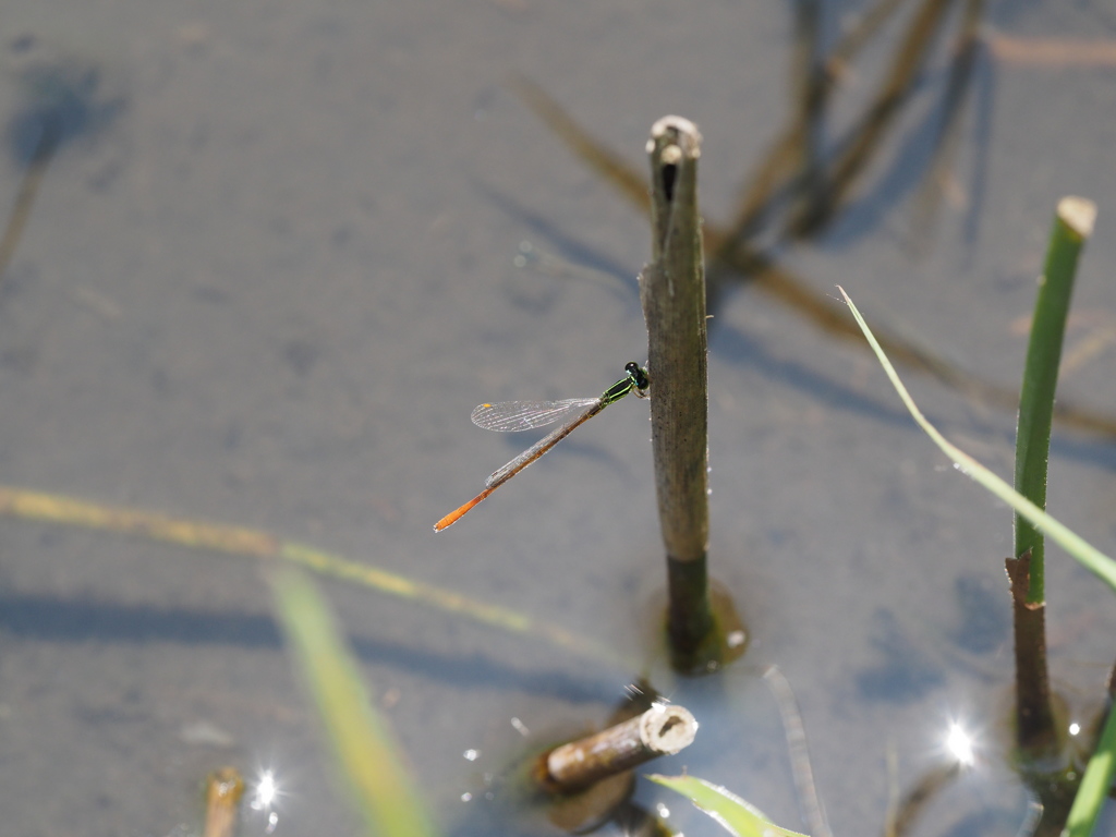 モートンイトトンボ