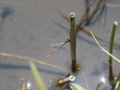 モートンイトトンボ