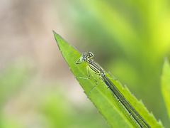 オオセスジイトトンボ