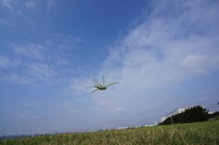 ショウリョウバッタ　飛翔